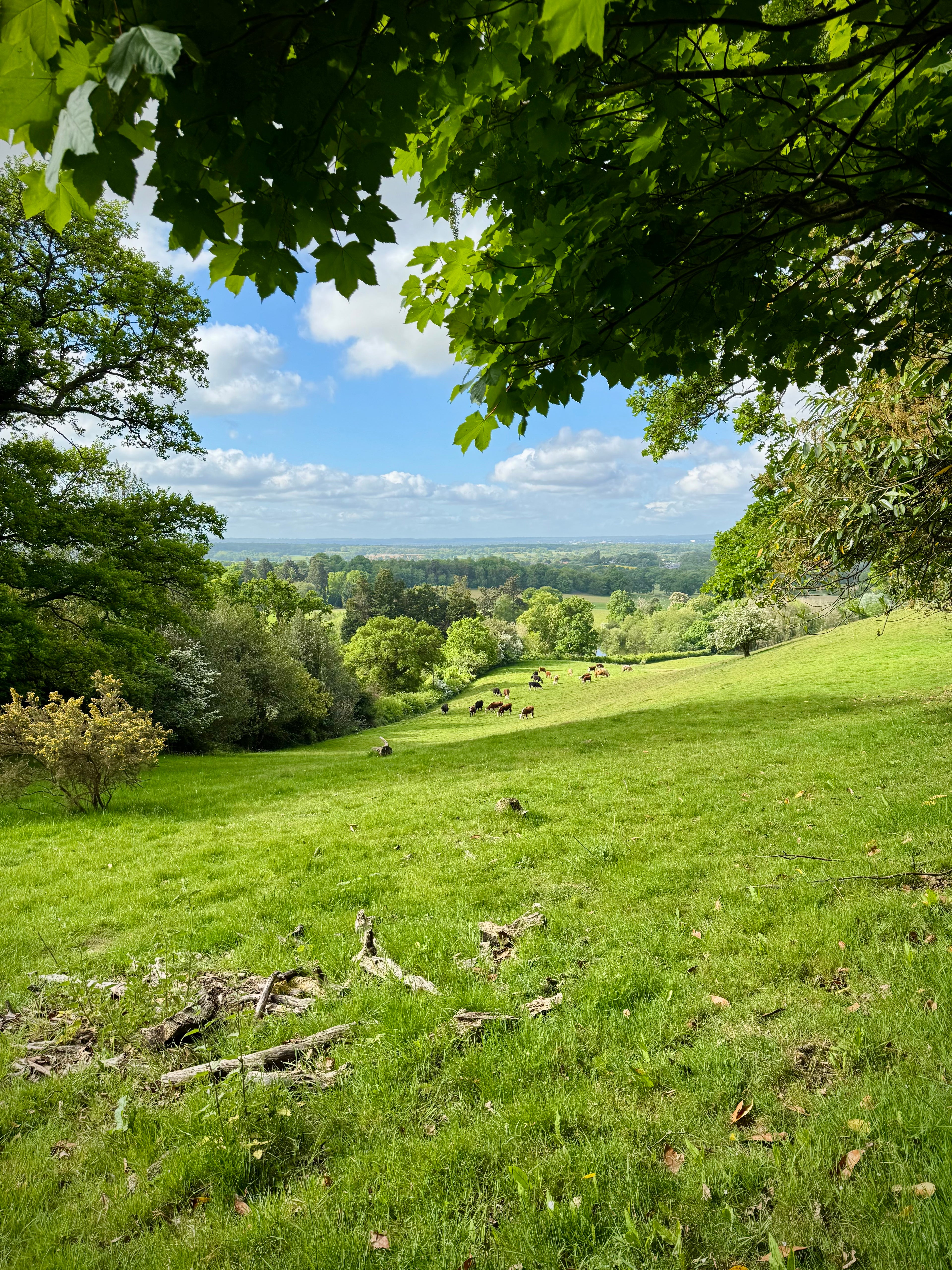 Lush green field with trees and a clear blue sky